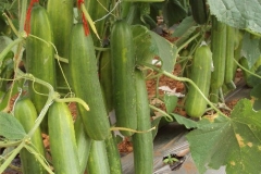 Cucumber-Beit-alpha-female-fruit