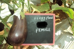 E-1-female-fruit