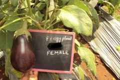 E-2-female-fruit