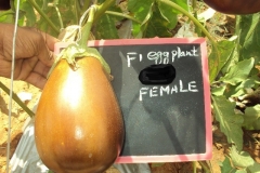 E-3-female-fruit