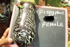 E-4-female-fruit