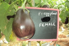 E-5-female-fruit