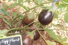 EG-02-eggplant-female-fruit