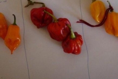 Hot-pepper-habanero-female-fruits