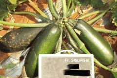 Squash-317-female-fruit