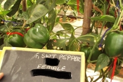 P-7-sp-female-fruit