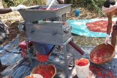 thumbs_Hot-pepper-seed-extraction-in-field
