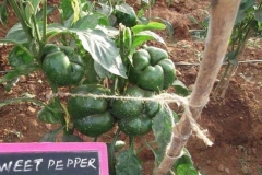 PS-28-sp-female-fruit
