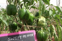 PS-36-sp-female-fruit