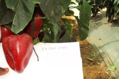 PS-94-sp-female-fruit