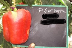 PS-96-sp-female-fruit