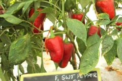 PS-98-sp-female-fruit-1