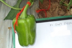 PS-98-sp-female-fruit