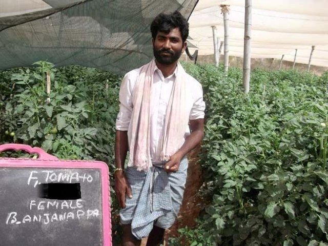 T-1 tomato female net-house (grower)