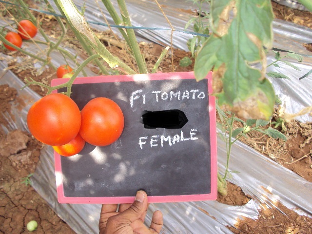 T-2-female-fruit