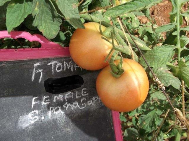 T-4 tomato female fruit