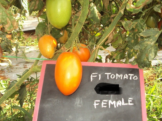 T-6-female-fruit