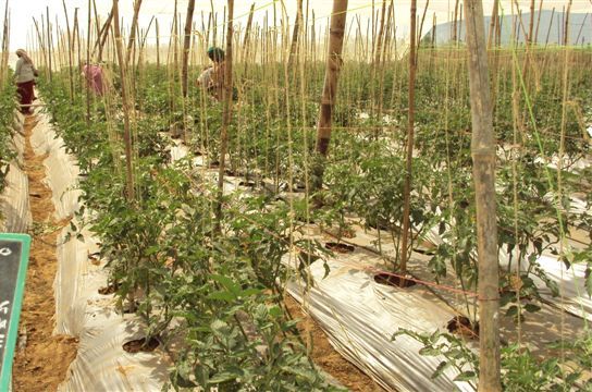 Tomato-PS-114-nethouse