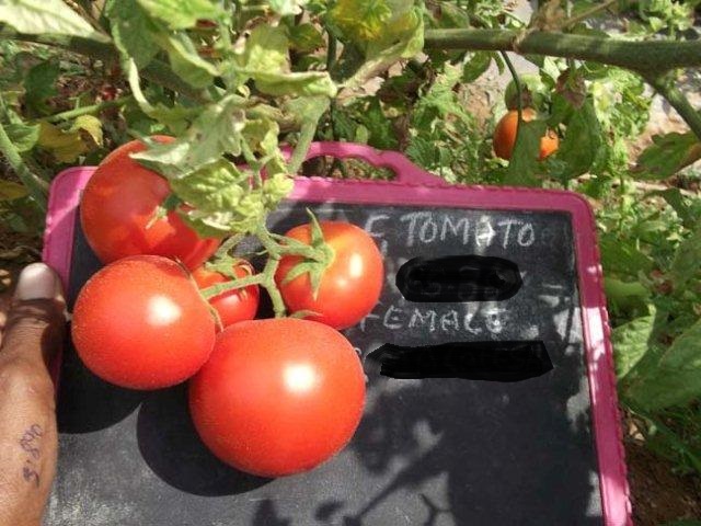 Tomato-PS-38-female-fruit