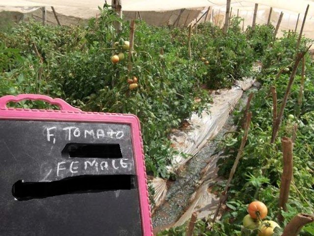 Tomato-PS-40-net-house