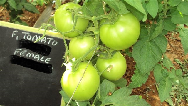 Tomato-PS-52-female-fruit