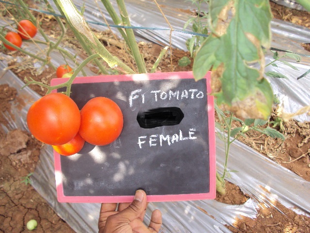 Tomato-T-2-female-fruit