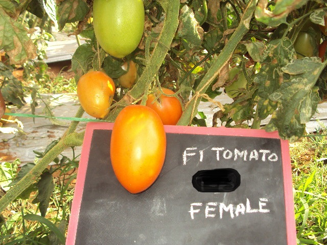 Tomato-T-6-female-fruit