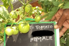 PS-132-tomato-female-fruit