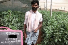 T-1 tomato female net-house (grower)