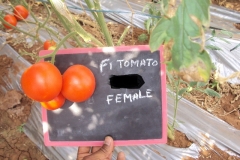 T-2-female-fruit