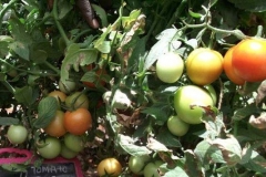 T-3-tomato-female-fruit