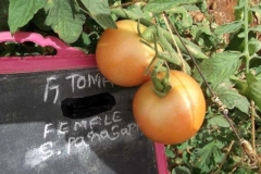 T-4 tomato female fruit