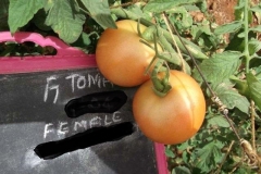 T-4-tomato-female-fruit
