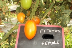 T-6-female-fruit