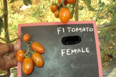 T-8-female-fruit