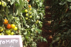 Tomato-PS-172-female-cherry-plants