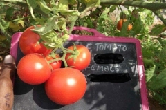 Tomato-PS-38-female-fruit