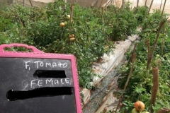 Tomato-PS-40-net-house
