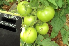 Tomato-PS-52-female-fruit