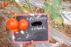 Tomato-T-2-female-fruit