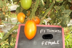 Tomato-T-6-female-fruit