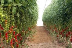 tomato-1