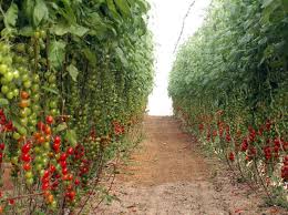 tomato-1